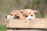 CORGI PEMBROKE 1336